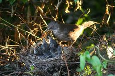 Amsel-6-Tag-5.jpg